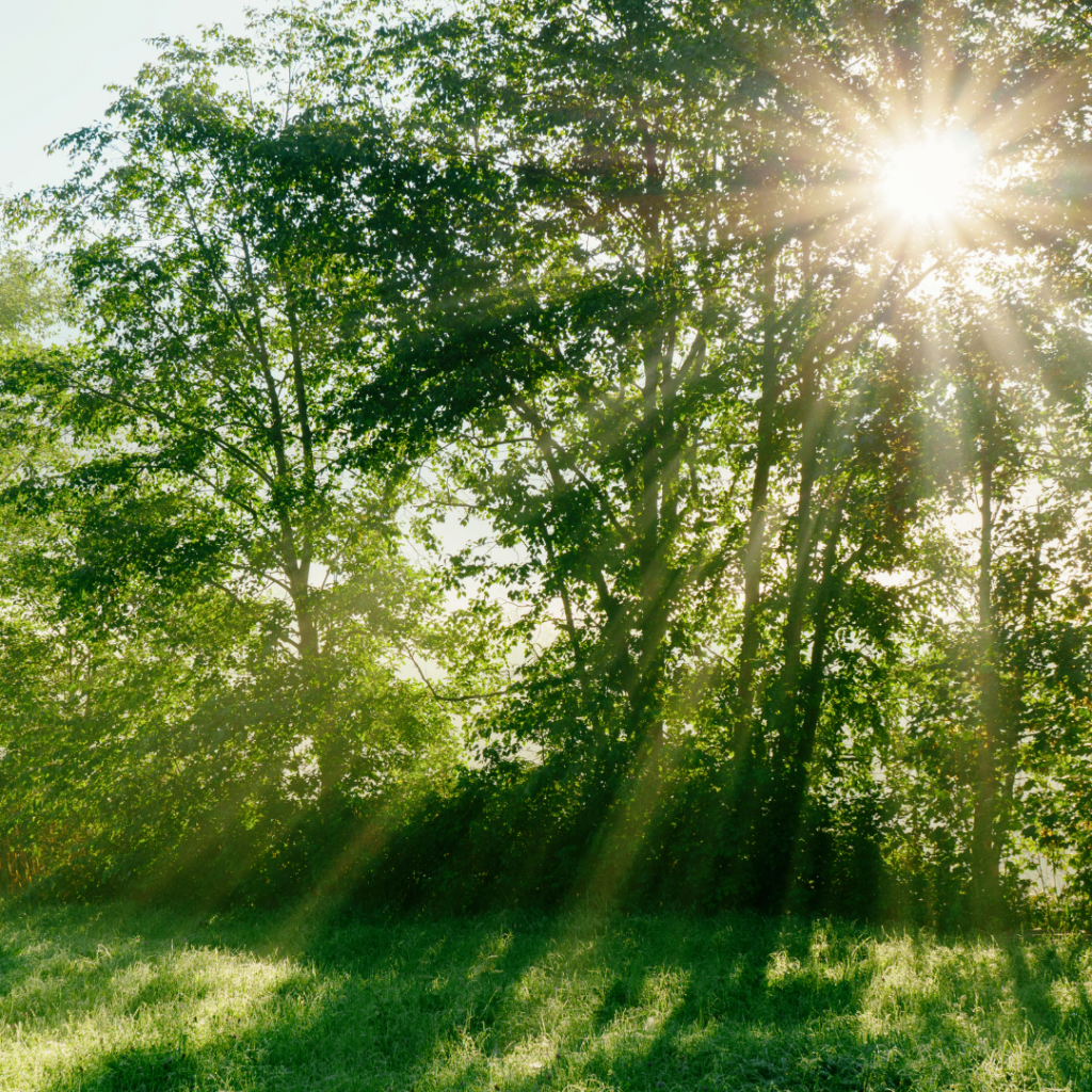 A serene summer solstice scene featuring lush green grass and tall trees. Sunlight and sunrays gracefully shine through the canopy, creating a warm and inviting glow that highlights the natural beauty of the landscape.