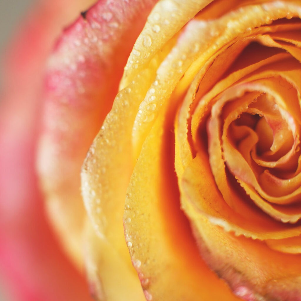 An unfurling red and yellow rose with dewdrops, illustrating how natural spirals mirror our lives and promote somatic awareness and healing.