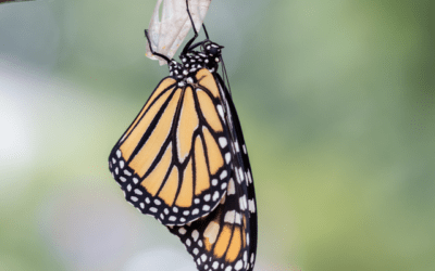 Transformative Archetypes: The Monarch Butterfly and Disco Ball in Somatics